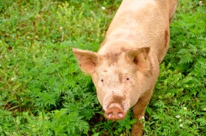 Calleva Farm Pig